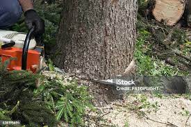 Seasonal Cleanup (Spring/Fall) in Auburn, ME